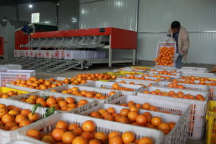 江南镇农产品初加工厂正式投产运营